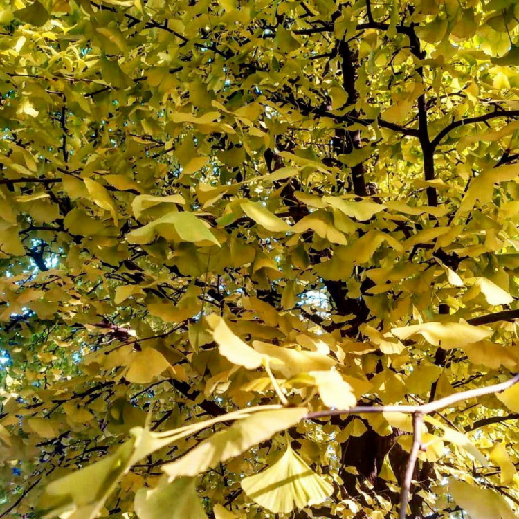 осінь у ботсаду