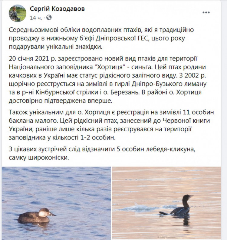 На Хортиці вперше зупинився на зимівлю рідкісний для України птах