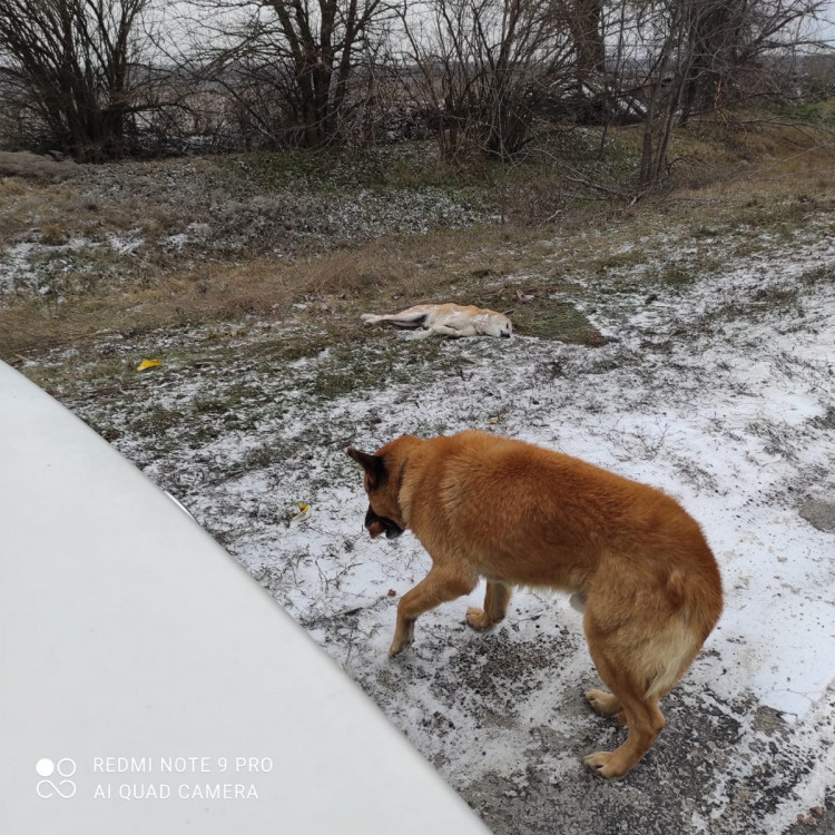 На запорізькій дорозі пес чатує біля загиблої подружки