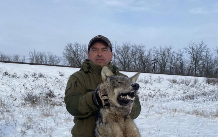 Торік в Запорізькій області вполювали понад сотню вовків