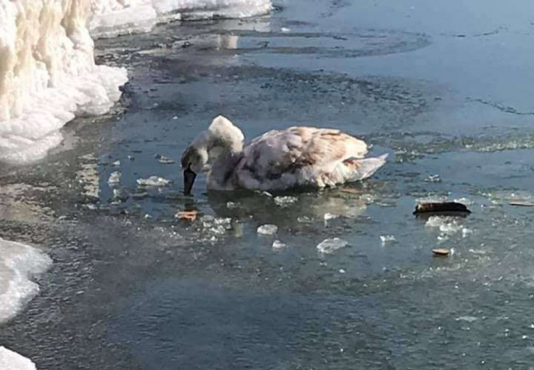 На Запоріжжі врятували вмерзлого в кригу на морі лебедя