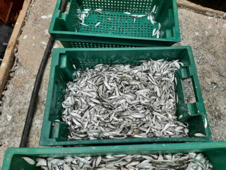 На Запоріжжі рибоохорона заскочила браконьєрів з тюлькою та осетрами на понад 100 тисяч