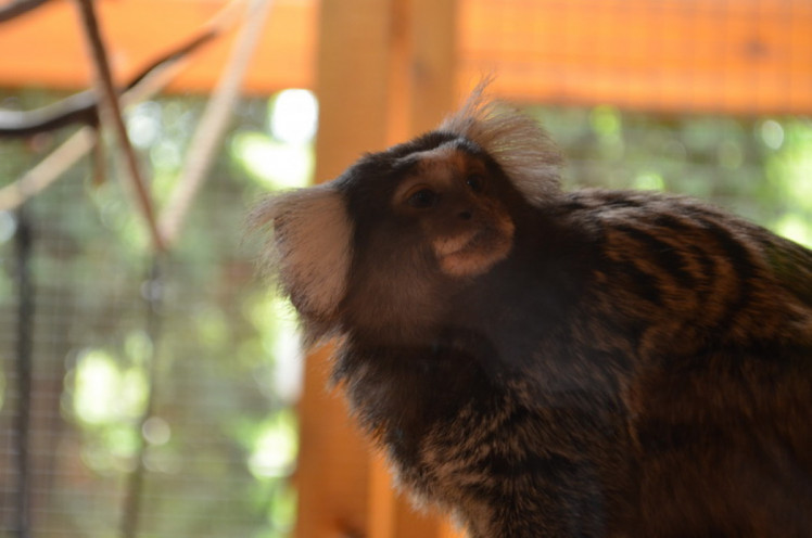 Карликові примати бердянського зоопарку