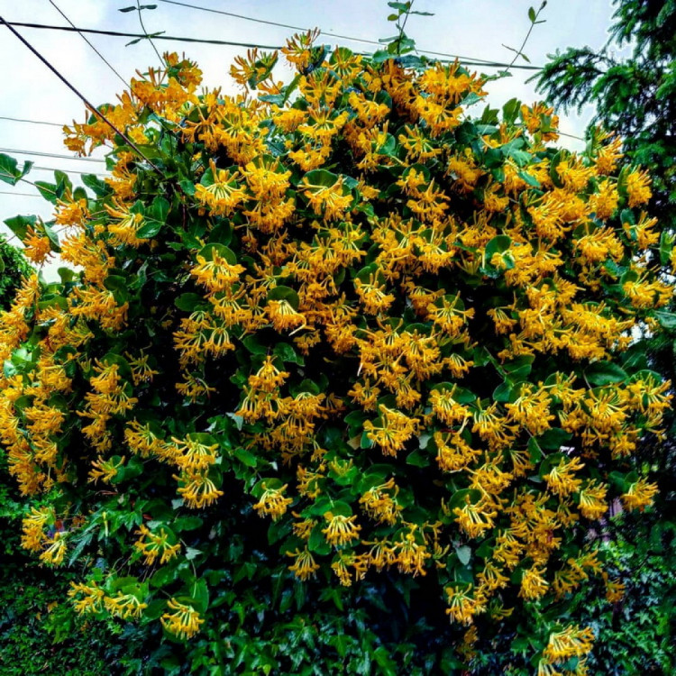 У ботсаду вибухнула жовтими квітами жимолость Тельмана