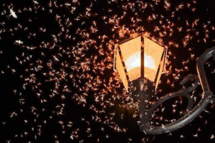 Біля ліхтаря в місті наврядчи зібралися небезпечні комахи