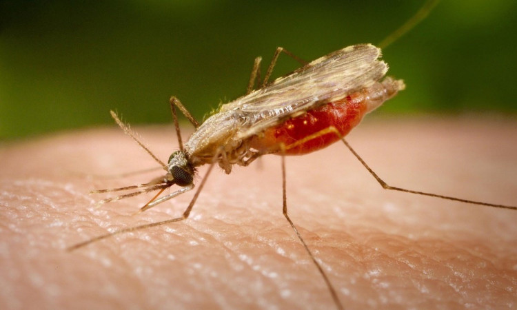 Ничего особенно страшного в виде малярийного комара нет