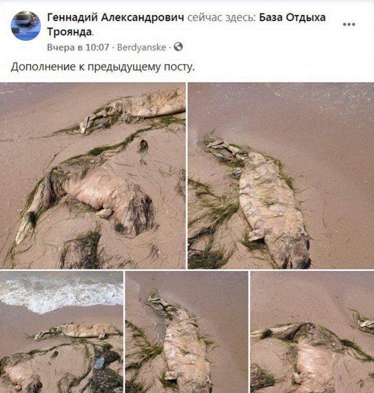 На пляже Бердянска волнами выбросили трупы дельфинов