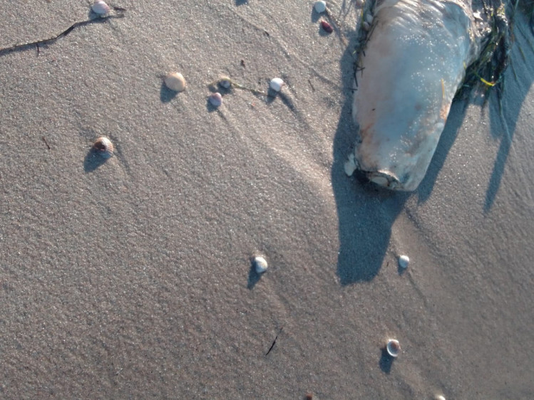 На пляжі Бердянська хвилями повикидало трупи дельфінів