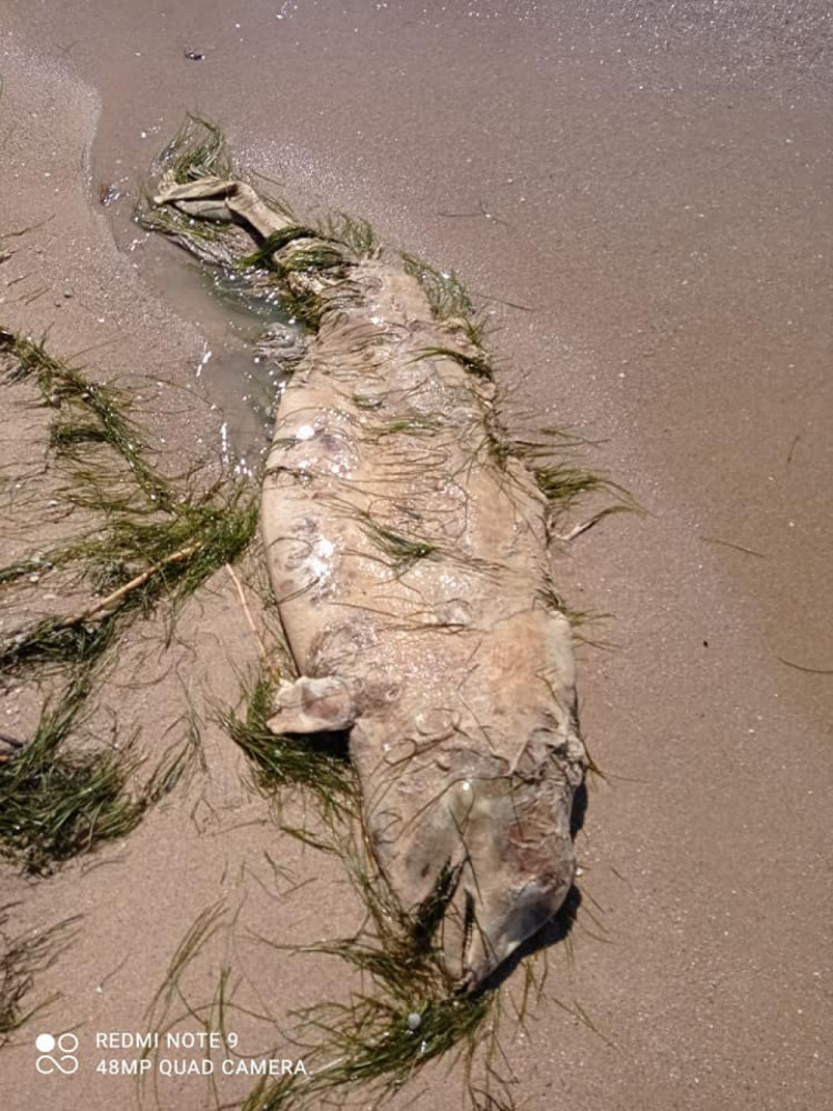На пляже Бердянска волнами выбросили трупы дельфинов