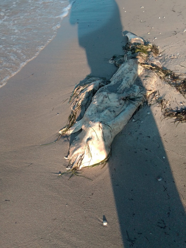 На пляжі Бердянська хвилями повикидало трупи дельфінів