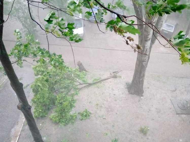 В Запорожье непродолжительная мощная непогода затопила дома и повалила деревья на автомобили