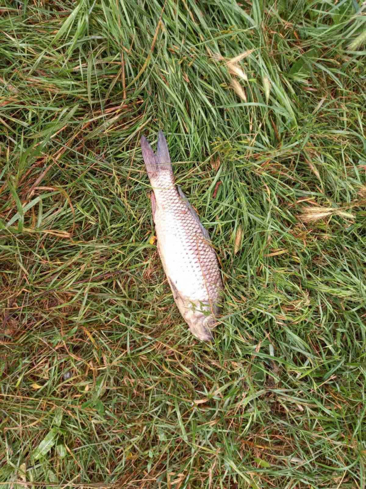 У запорізькій річці масово загинула риба