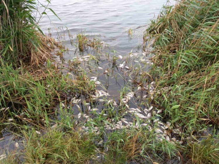 В запорожской реке массово погибла рыба