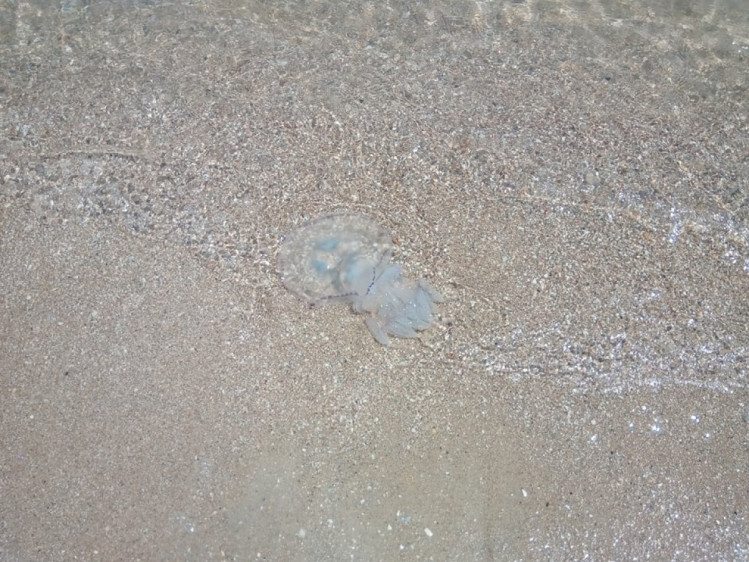 На запорізькому курорті з’явилися перші захисні сітки від медуз