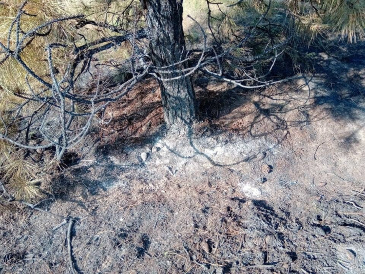 Спільними зусиллями десятків людей вдалося загасити потужну пожежу на території Національного заповідника Хортиця