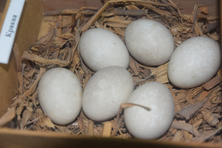 Яйца хранят в специальных ящиках