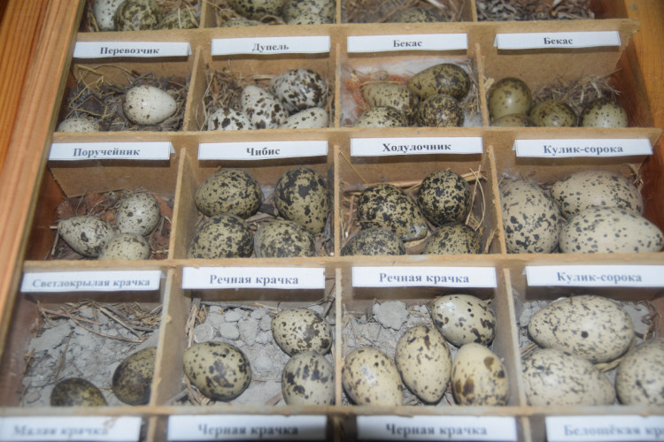 Яйца хранят в специальных ящиках