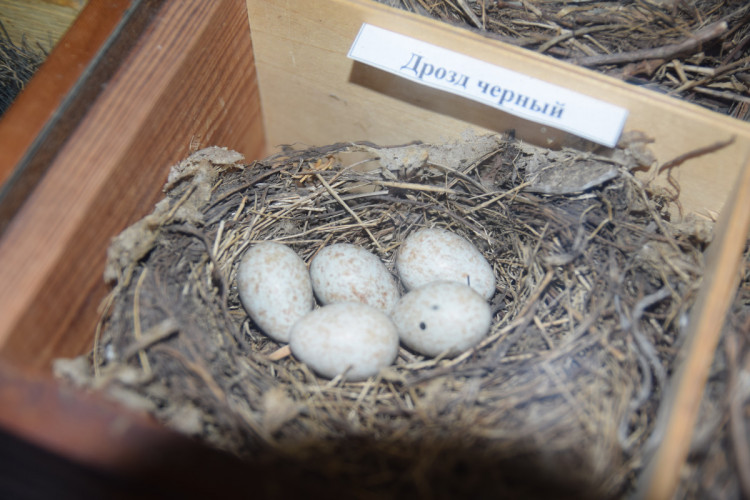 Птичьи яйца в гнездах