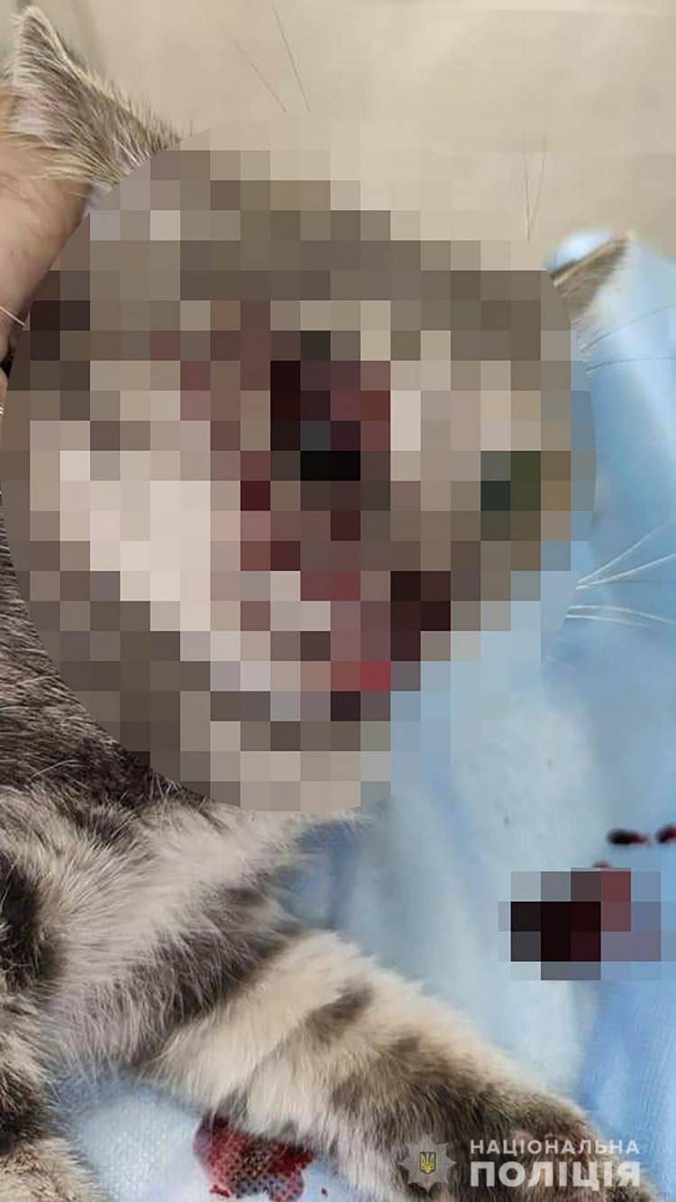 У Запоріжжі нелюд познущався над бездомною кішкою