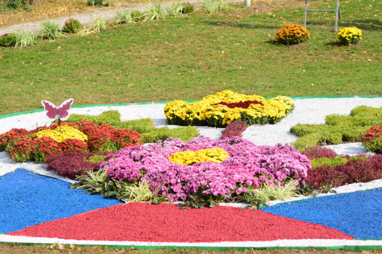 Разноцветные цветы в Запорожье